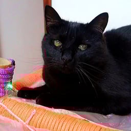 Voz de Niño Dramático