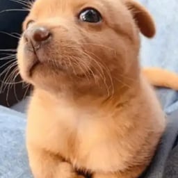 Dragon ball z narrator 