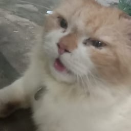 Suara saya