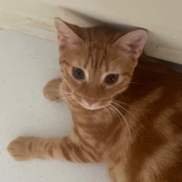 Voz Conversacional Agitada