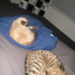 Dramatic Storyteller