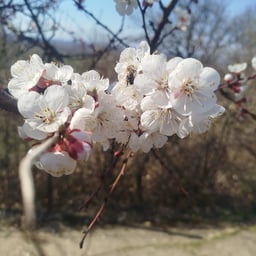 Warme Deutsche Stimme