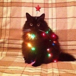 Голос countryhumans