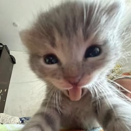 Voz Femenina Apasionada