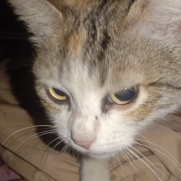 Calm Measured Narrator