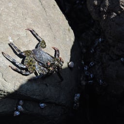 Voz Conversacional Clara