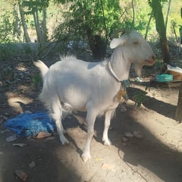 Neutral Conversational Voice