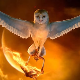 Voz Amigable y Entusiasta