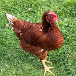 Alinas Akzent Stimme