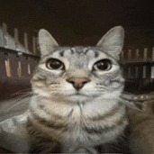 White lily cookie,😁