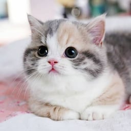 منصور السالمي