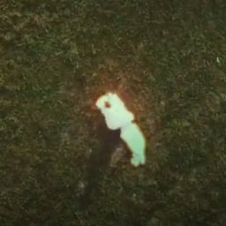 Friendly Concert-goer