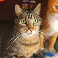 Orejitas de lince (lincy)