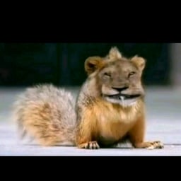 максчопкинс