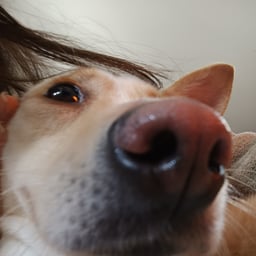 Voz Femenina Animada