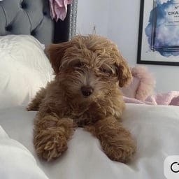 Friendly Young Voice