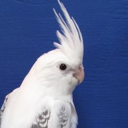White Cockatiel