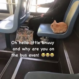 صوت أنثوي حيوي