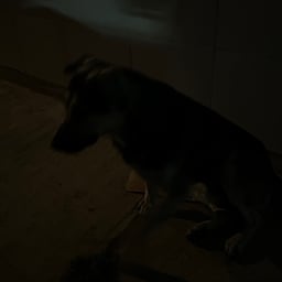 Voz Reflexiva Calmada