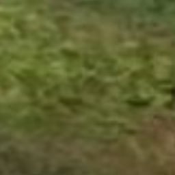 Lively Conversational Voice