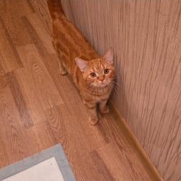 Спокойный Мужской Голос