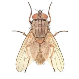 Громкий Драматический Голос