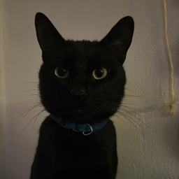 Voz Reflexiva Española