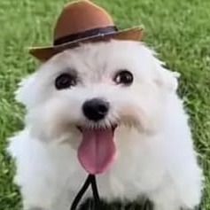 Expressive Female Voice