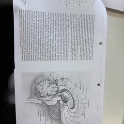 Klare deutsche Stimme