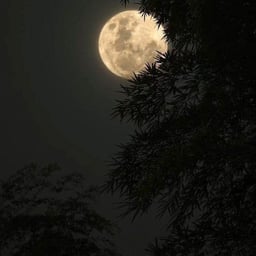 المتحدث العربي