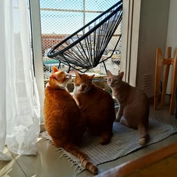 Mi voz desde el celu