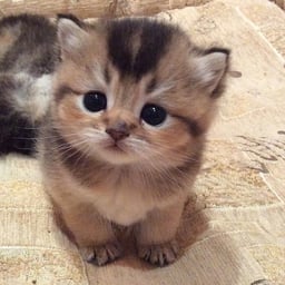 AAAArrrrkkkyyyymineeeee