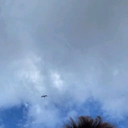 صوت عربي ودود