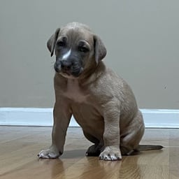 Energetic Gaming Voice