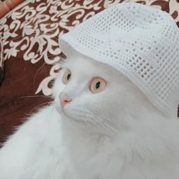 Marinate Aka Ladybug 