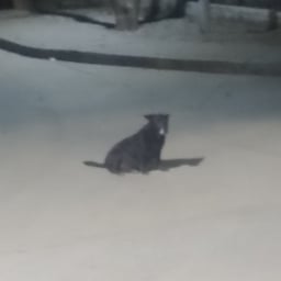 Voz Conversacional Animada