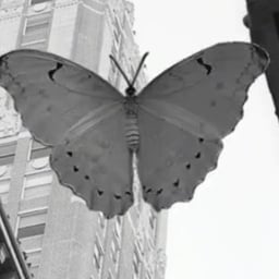 Male  transatlantic  voice