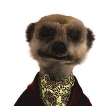 Alexander! British meerkat 