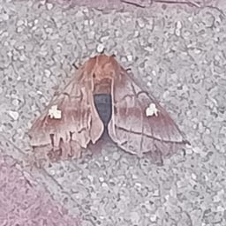 Eloquent Storyteller