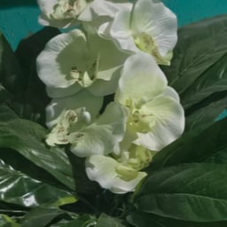 Animated Playful Male