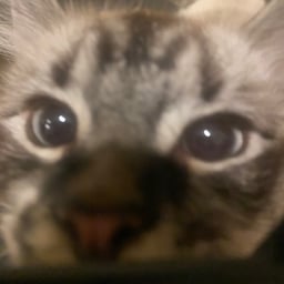 Gumball from TWWWOG NEW!