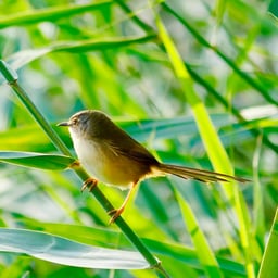 प्रेरक हिंदी पुरुष