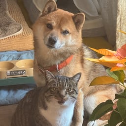 明瞭な日本語ナレーター