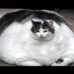 Formal Announcer Voice