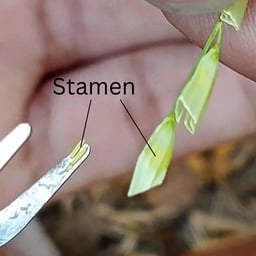 Dynamic Storyteller Male