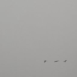 ٢٠١٦٥ف٧٩٧٧٩