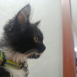 Dynamic Male Narrator