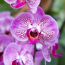 Voz Profesional Amigable