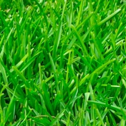 Youthful Storyteller