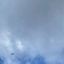 صوت أنثوي هادئ